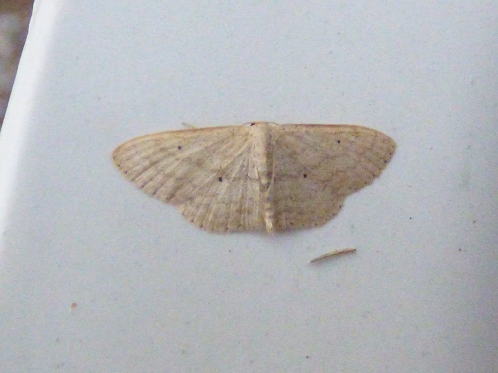 Scopula (Calothysanis) minorata - Geometridae